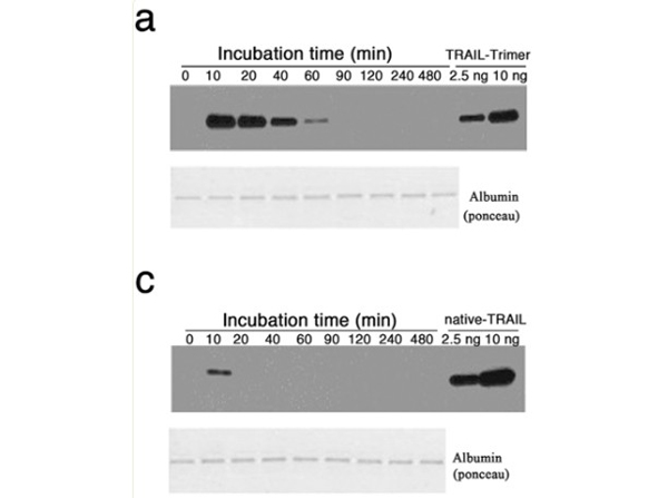 Western Blot using Goat TrueBlot® ULTRA: Anti-Goat IgG HRP